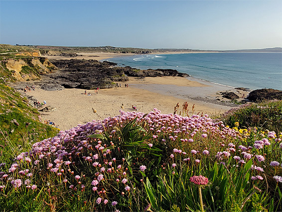 Sea thrift