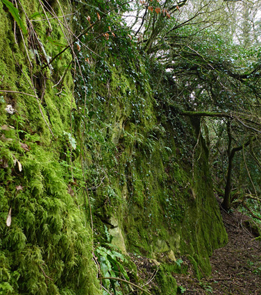 Mossy cliff