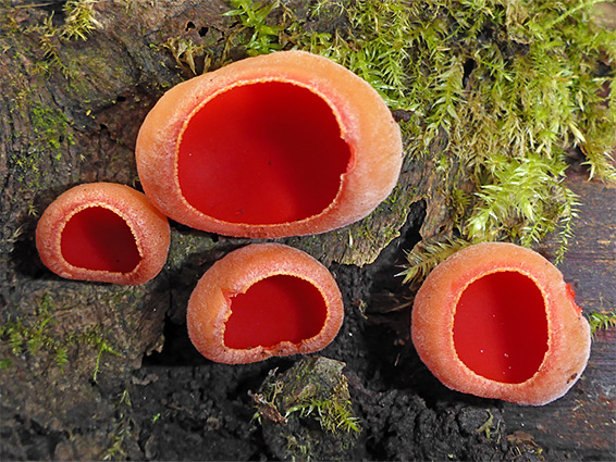 Scarlet elfcup