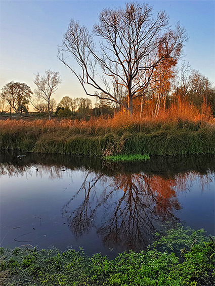 Tree and its reflection, at sunset