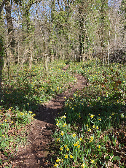 Woodland path