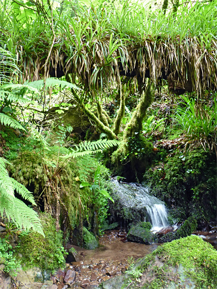 Hanging Water