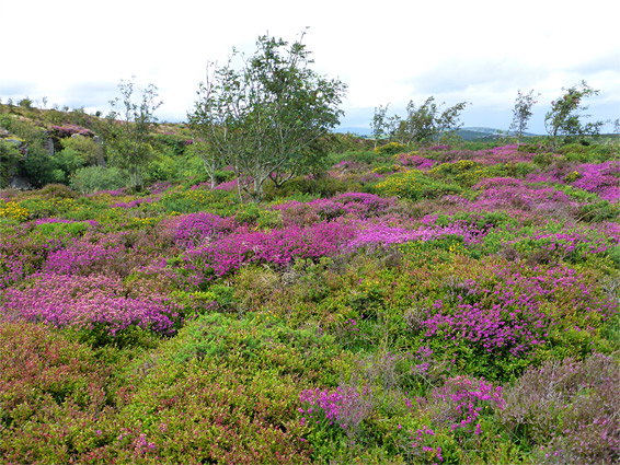 Haytor Quarries