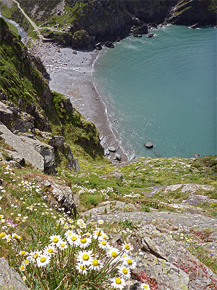 Daisies on the steep slopes above Heddon's Mouth