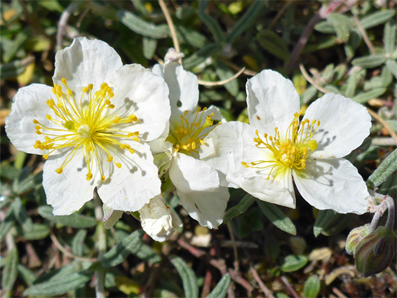 White rock-rose (helianthemum apenninum), Purn Hill, Somerset