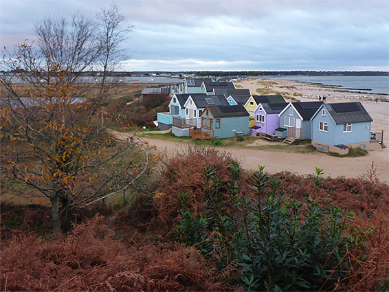 Tree, huts and ferns