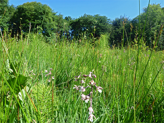 Long grass