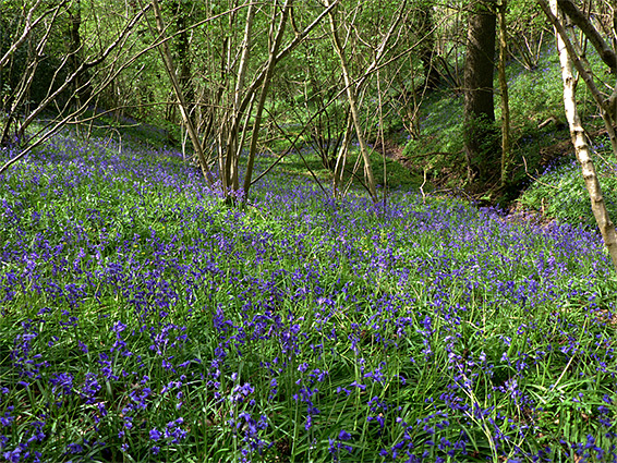 Many bluebells, in the south woods