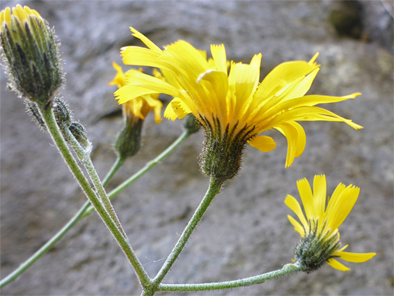 Llangattock hawkweed (hieracium asteridiophyllum), Llangattock Escarpment, Powys