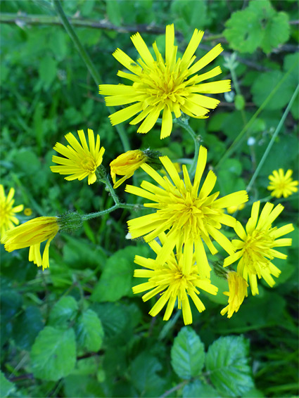 Hieracium (hawkweed), Swift's Hill, Gloucestershire