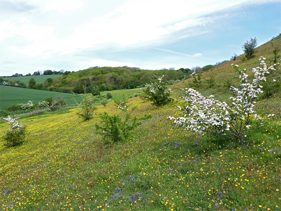 Scattered bushes and many wildflowers