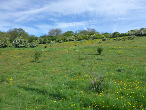 Grassland in the middle of the reserve