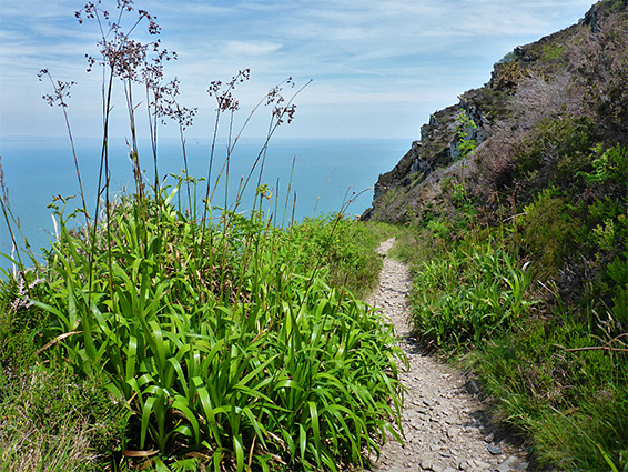 Wildflowers beside the coast path
