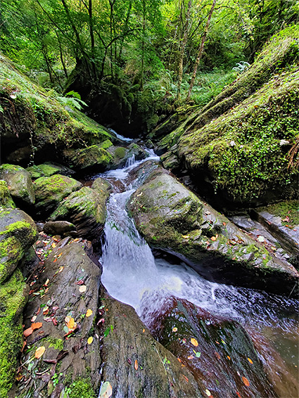 Mossy rocks