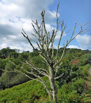 Dead tree