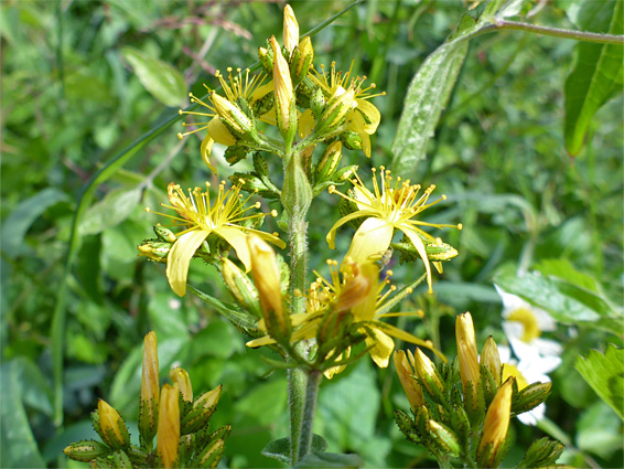 Hairy St John's-wort (hypericum hirsutum), Brockwells Meadows, Monmouthshire