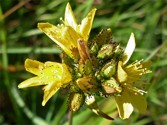 Hypericum montanum (pale St John's-wort), Brean Down, Somerset