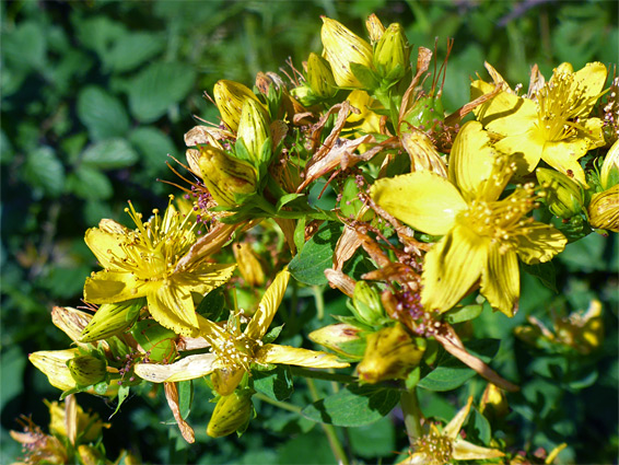 Perforate St John's-wort (hypericum perforatum), Hellenge Hill, Somerset