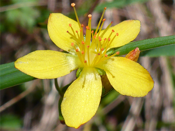 Slender St John's-wort (hypericum pulchrum), Black Mountain Fans, Powys