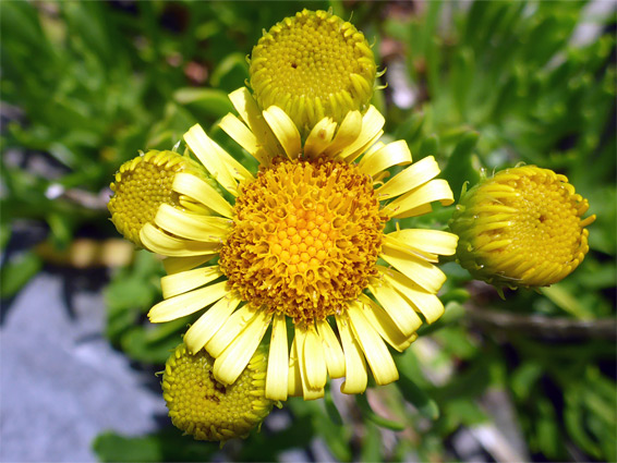 Inula crithmoides (golden samphire), Port Eynon, Swansea