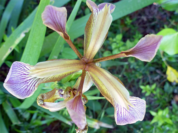 Iris foetidissima (stinking iris), Beer Head, Devon