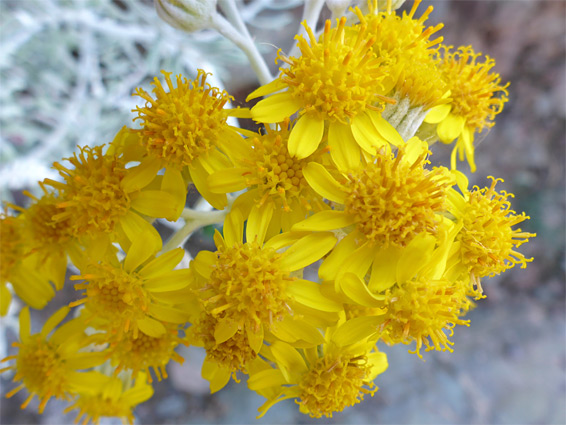 Jacobaea maritima (silver ragwort), Glenthorne Beach, Somerset