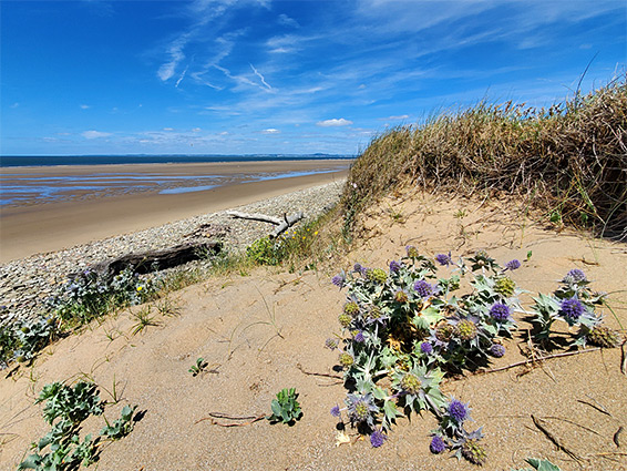 Sea holly on sand dunes