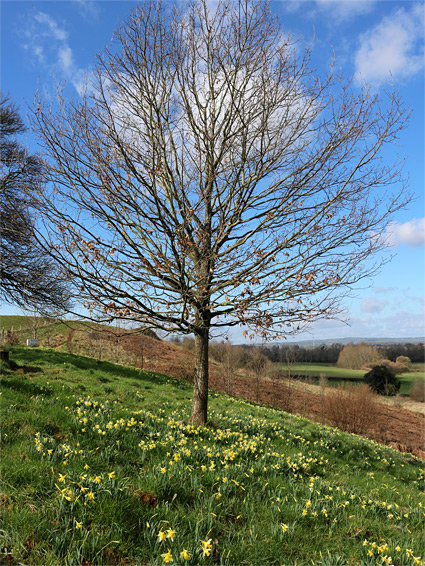 Bluebell slope