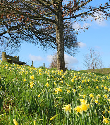 Ketford Bank