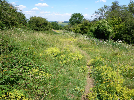 Path through the reserve