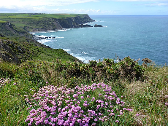 Thrift at Knap Head