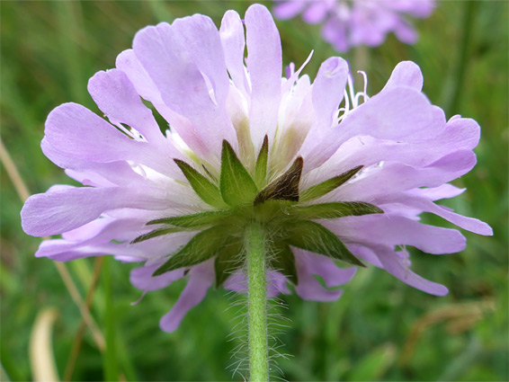 Field scabious (knautia arvensis), Kilve, Somerset