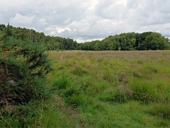 Bog and trees