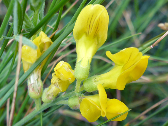 Meadow vetchling (lathyrus pratensis), Kilve, Somerset