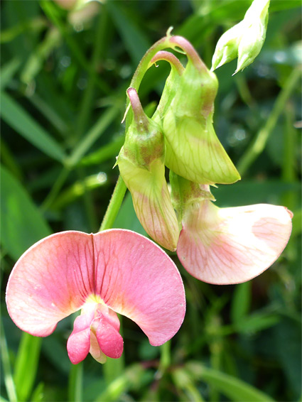 Narrow-leaved everlasting-pea (lathyrus sylvestris), Kilve, Somerset