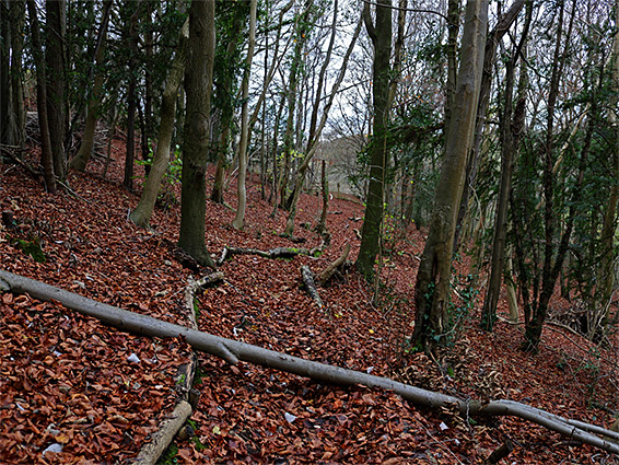 Path through the trees