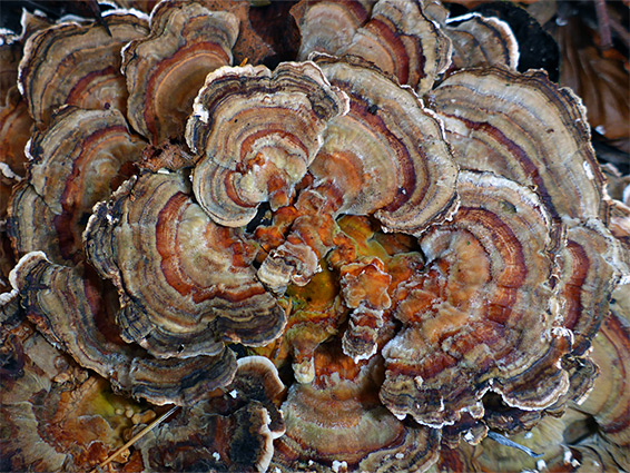 Turkey tail