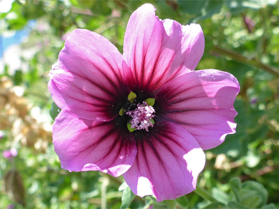 Lavatera arborea (tree mallow), Beer Head, Devon