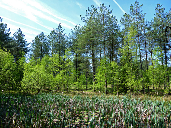 Reeds and trees