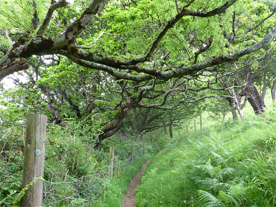 Coast path