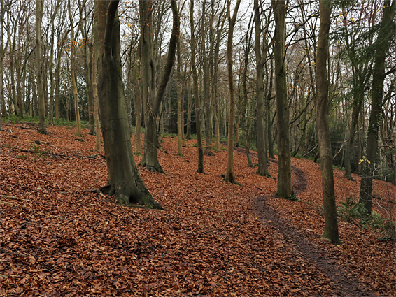 Path through beech woodland