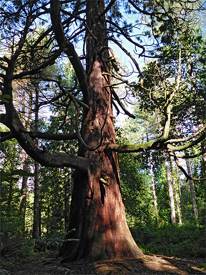 Path through beech woodland