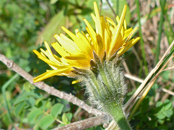 Rough hawkbit (leontodon hispidus), Merthyr Mawr, Bridgend