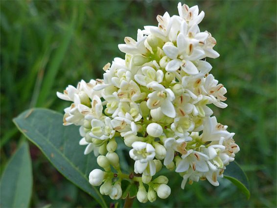 Wild privet (ligustrum vulgare), Brockwells Meadows, Monmouthshire