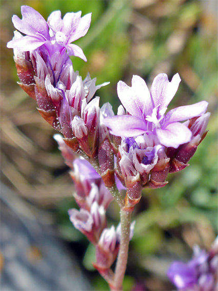 Rock sea-lavender (limonium binervosum), Port Eynon, Swansea