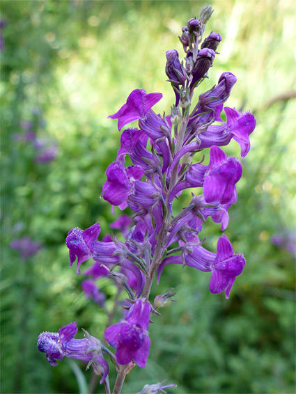 Purple toadflax (linaria purpurea), Avon Gorge, Bristol