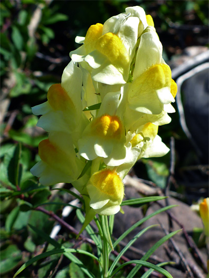 Common toadflax (linaria vulgaris), Glenthorne Beach, Somerset