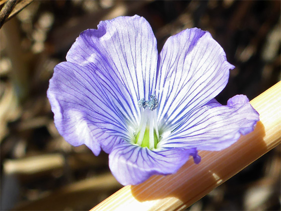 Linum bienne (pale flax), Kilve, Somerset