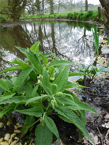 Comfrey by the river