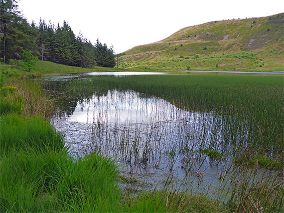 Reeds and shallow water